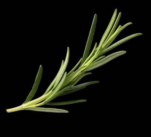 spec of veggie